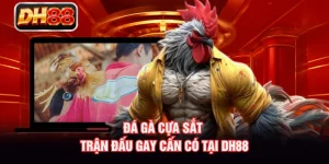 Đá Gà Cựa Sắt - Trận Đấu Gay Cấn Có Tại DH88
