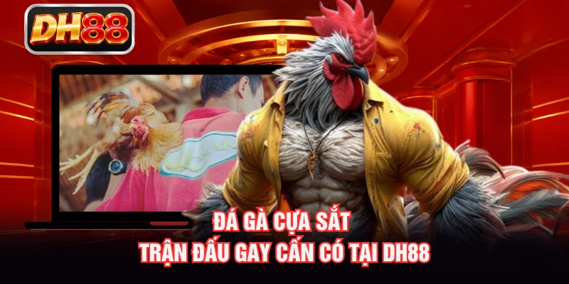 Đá Gà Cựa Sắt - Trận Đấu Gay Cấn Có Tại DH88