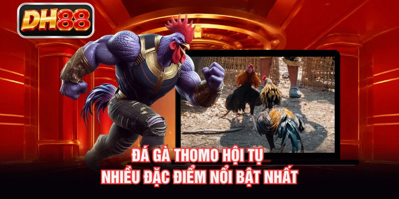 Đá gà Thomo hội tụ nhiều đặc điểm nổi bật nhất