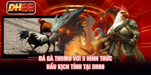 Đá Gà Thomo Với 5 Hình Thức Đấu Kịch Tính Tại DH88